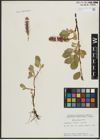 Foto von Salix arctica Pall.